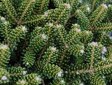 Abies Oberon 6 Litre