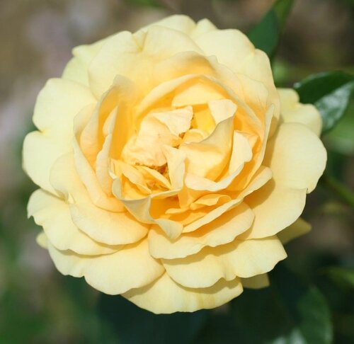 Absolutely Fabulous Showstopper Rose 5.5 Litre