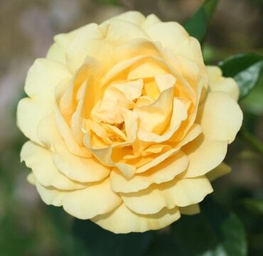 Absolutely Fabulous Showstopper Rose 5.5 Litre
