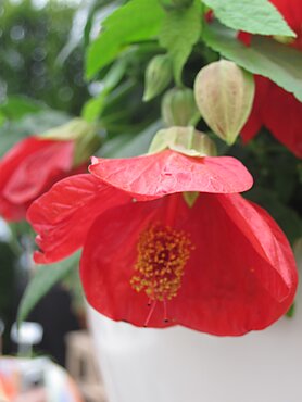 Abutilon Ashford Red 3 Litre
