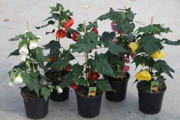 Abutilon Mixed 1.5 Litre - image 1