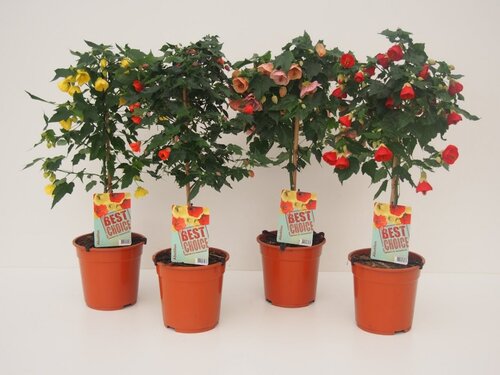 Abutilon Standard Mixed 19cm