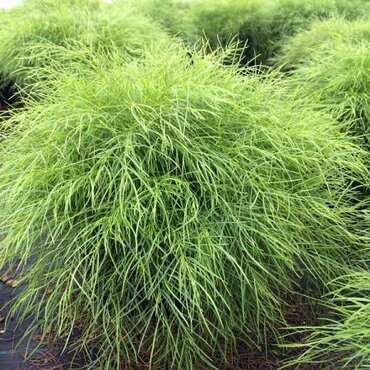Acacia cognata 3 Litre