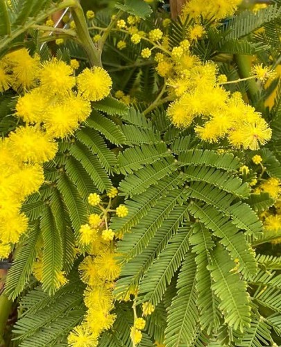 Acacia dealbata Bush (Mimosa) Trellis 19cm