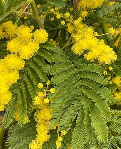 Attitude Jardin - Mimosa Gaulois Touffe - Acacia Dealbata - Plante Fleurie - 45-50 Cm - ⌀ 19 Cm - Plante D'extérieur