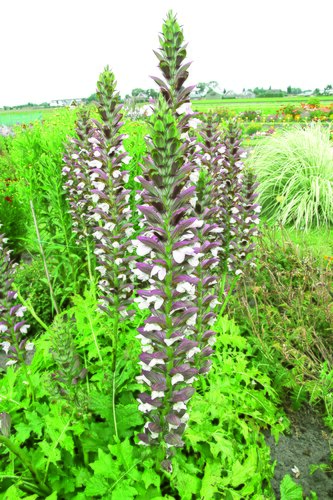 Acanthus spinosus 2 Litre