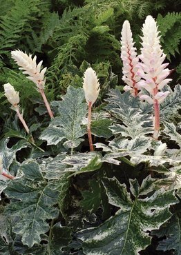 Acanthus Whitewater 3 Litre