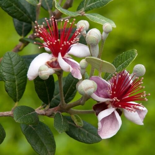 Acca Sellowiana (Feijoa) Bush Small 10 Litre