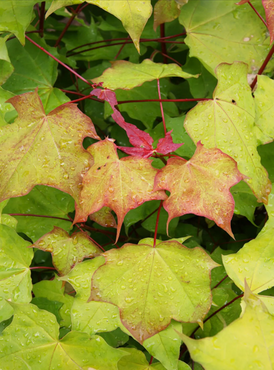 Acer Aureum 12 litre - image 1