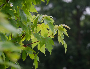 Acer Autumn Blaze 12 Litre - image 1