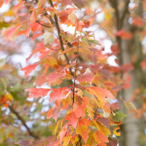 Acer Brandywine 12 Litre