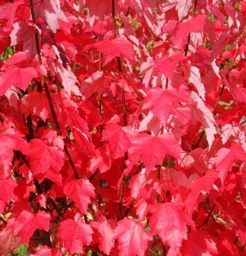 Acer Brandywine 12 Litre - image 1