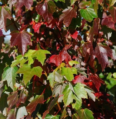 Acer Brandywine 12 Litre - image 2