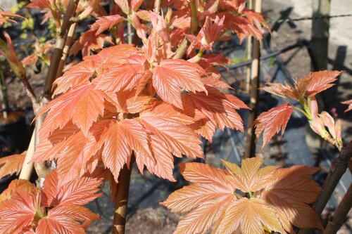 Acer Brilliantissimum 12 Litre - image 1