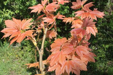 Acer Brilliantissimum 12 Litre