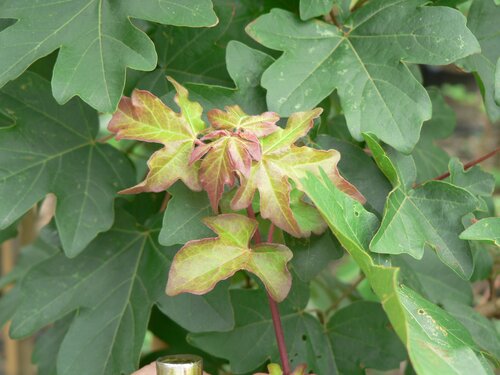 Acer campestre 12 Litre - image 1