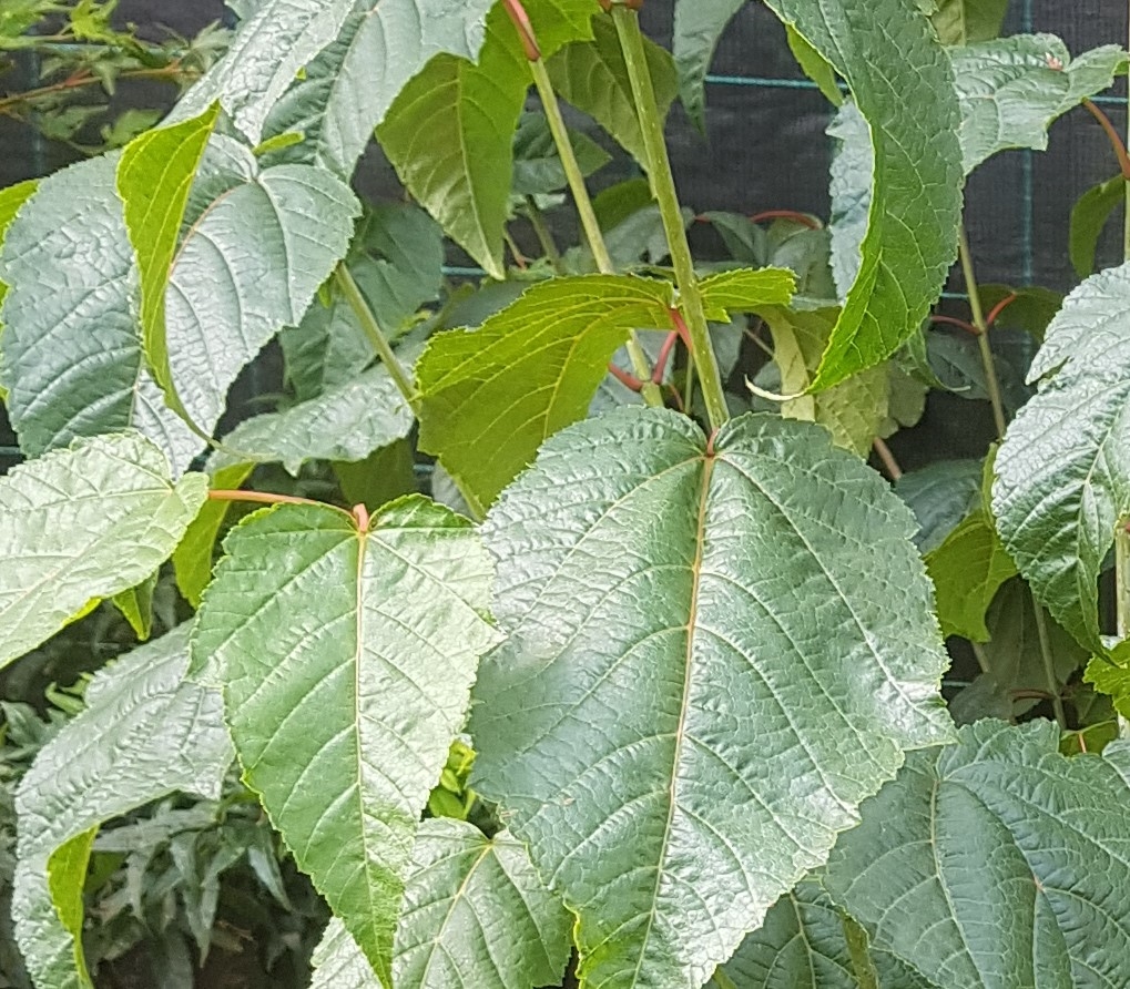 Acer conspicuum Silver Vine 16.5 litre Stewarts Garden Centre