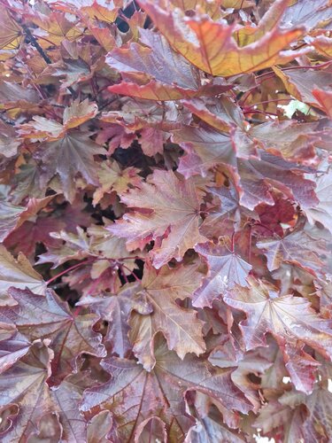 Acer Crimson King 12 Litre