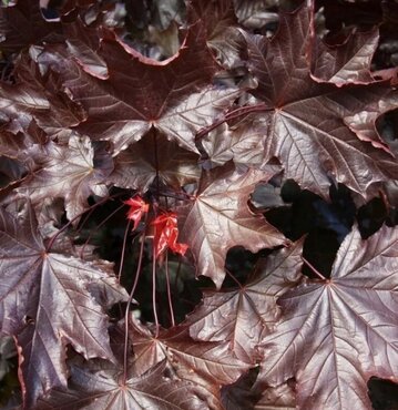 Acer Crimson King 12 litre - image 1