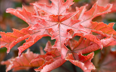Acer Crimson Sentry 12 Litre - image 1