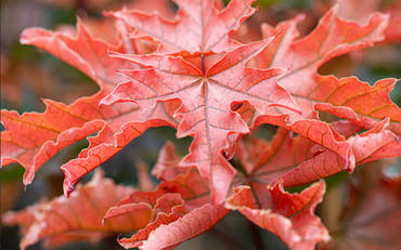 Acer Crimson Sentry 12 Litre - image 2