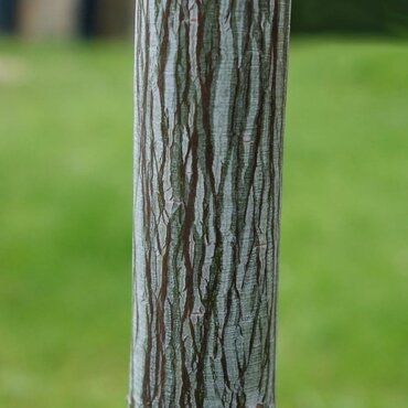 Acer davidii Viper 10 Litre