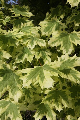 Acer Drummondii 12 Litre - image 1