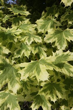 Acer Drummondii 12 Litre