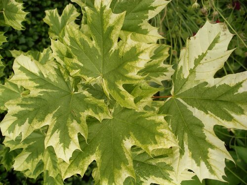 Acer Drummondii 12 Litre