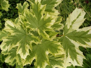 Acer Drummondii 12 Litre