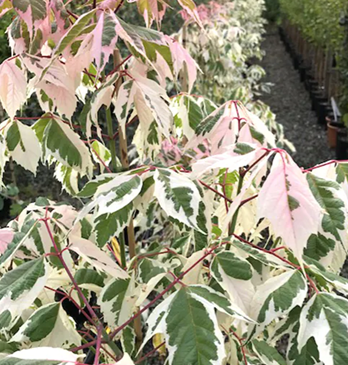 Acer Flamingo 12 litre - image 2