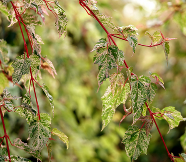 Acer Flamingo 3 Litre
