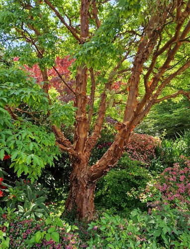 Acer griseum 12 Litre
