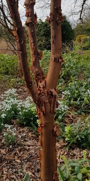 Acer griseum 12 Litre - image 1