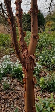 Acer Griseum 5 Litre - image 1