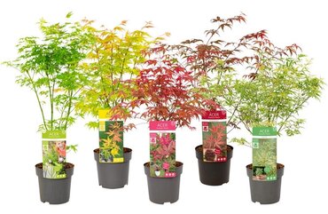 Acer Mix 3 Litre