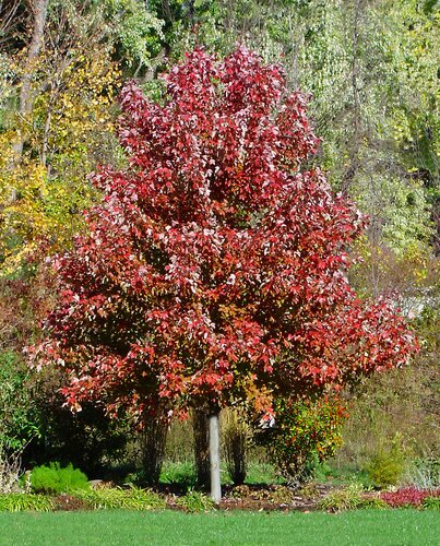 Acer October Glory 12 Litre
