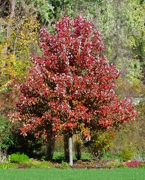 Acer October Glory 12 Litre