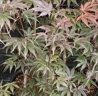 Acer palmatum Atropurpureum 6 Litre