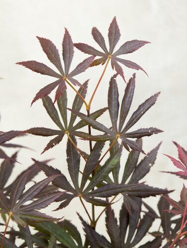 Acer palmatum Black Lace 10 Litre