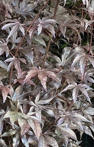 Acer palmatum Bloodgood 80cm Stem 16.5 Litre - image 1