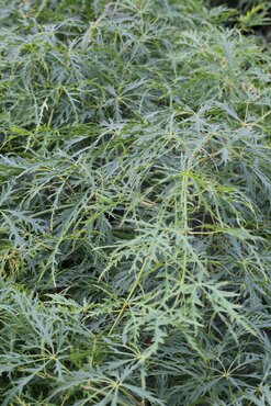 Acer palmatum Dissectum 15 Litre