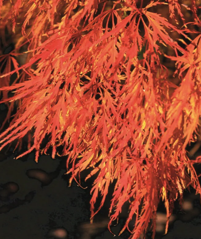 Acer palmatum Dissectum 35 Litre