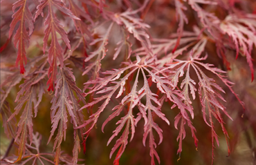 Acer palmatum Dissectum Garnet 80cm Stem 10 Litre