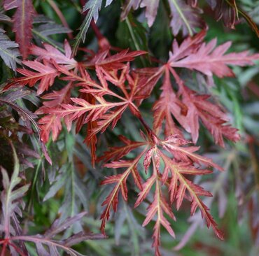 Acer palmatum Dissectum Orangeola 80cm Stem 10 Litre