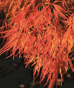 Acer palmatum Dissectum Std 10 Litre - image 1