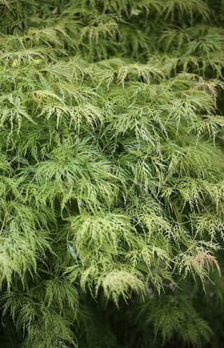 Acer palmatum 'Dissectum Viridis' 80cm Stem 16.5 Litre - image 1