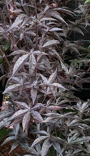 Acer palmatum Fireglow 5 litre