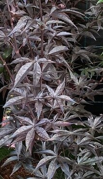 Acer palmatum Fireglow 5 litre