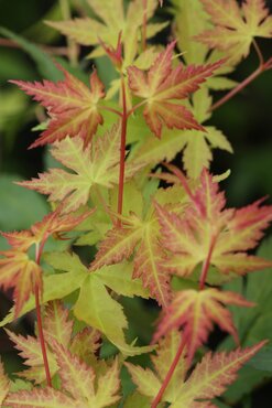 Acer palmatum Katsura 6 Litre